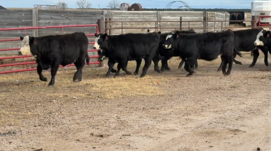 FANCY F1 breeding heifers, 590 LBS, BANGS VACCINATED, READY TO SHIP!- BS1120H5